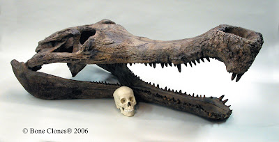 Sarcosuchus skull