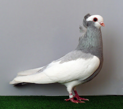 hungarian pigeons