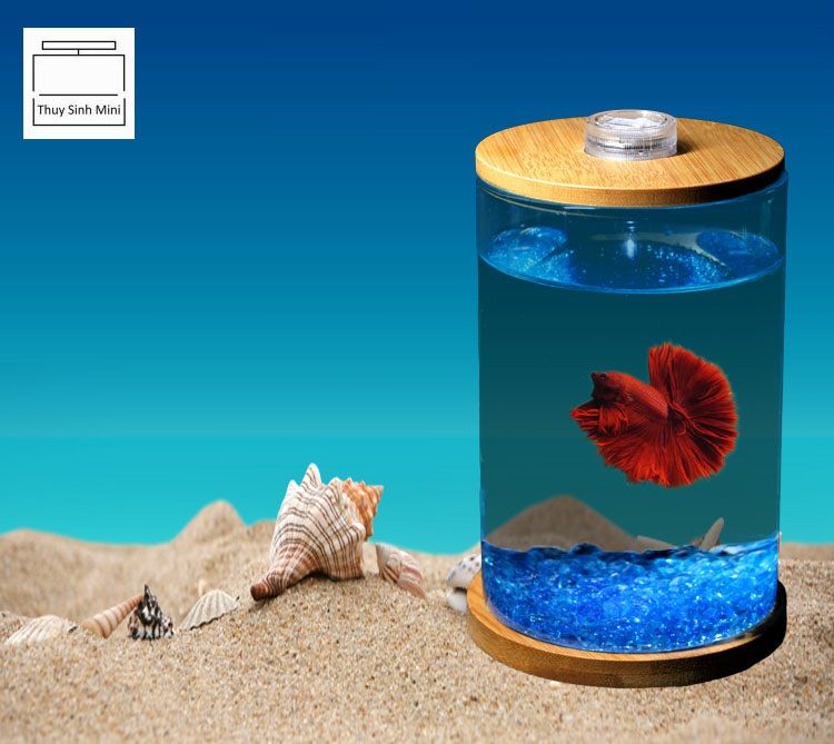 Want to Know More About Betta Fish Food Pellets Want to Know More About Betta Fish Food Pellets
