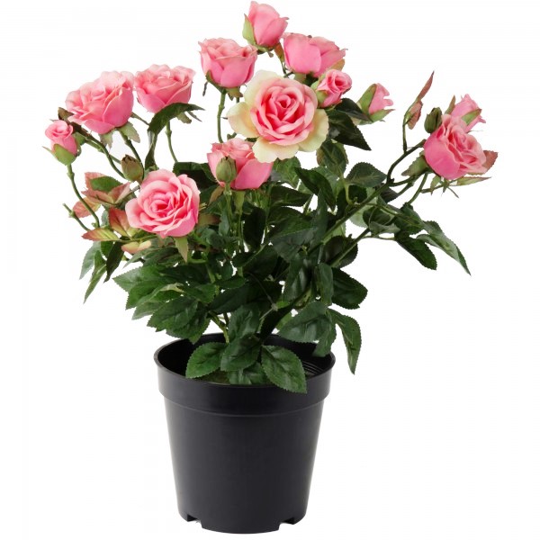 7 Jenis Tanaman Terbaik Untuk Rumah Minimalis