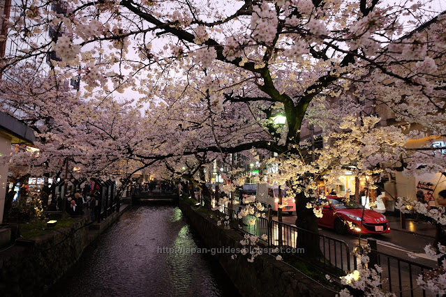 คลอง Takase-gawa Kyoto sakura spot light up