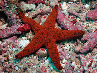 Starfish