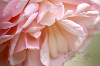 Pale Pink Rose