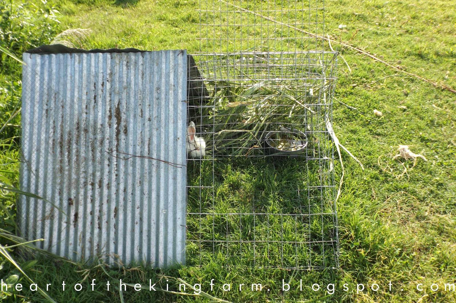 Heart of the King Farm A Guide to Rabbit Tractors