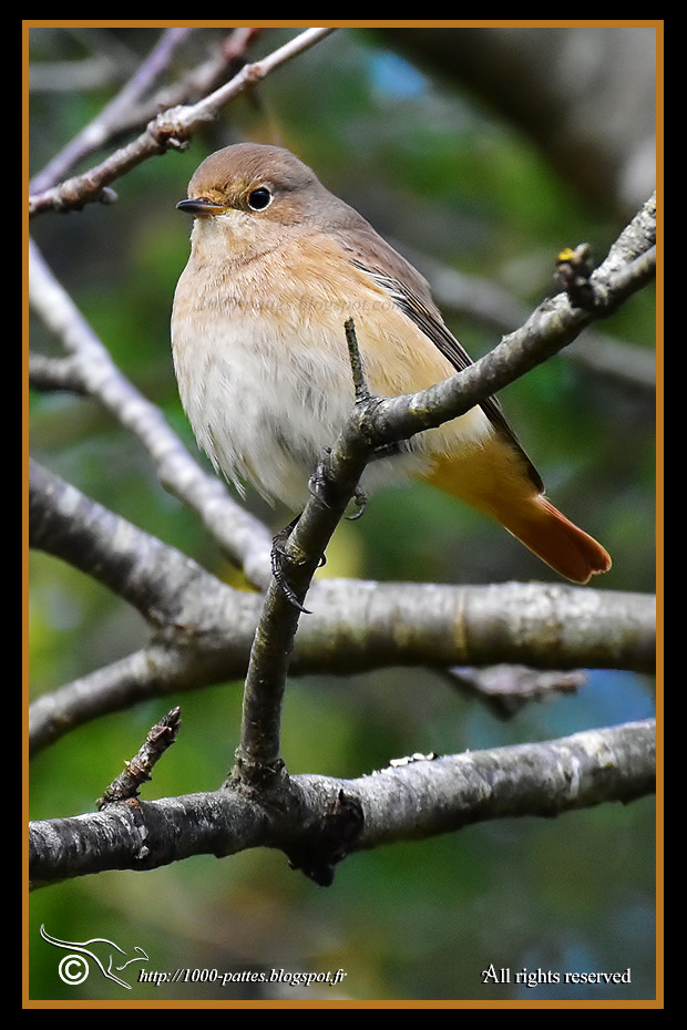 Phoenicurus phoenicurus