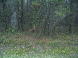Φάντασμα Στο δάσος