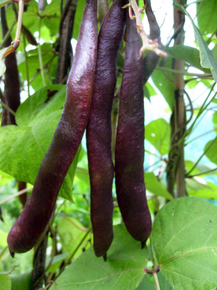 Growing Food, Saving Seeds Black Pod Runner Beans (Phaseolus coccineus)