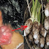 Kabar Gembira..!!!! Tolong Beritahukan Sanak Saudara Anda, Bila Mengidap Penyakit "Kanker Getah Bening" Jangan Panik, Inilah Obat Paling Ampuh Untuk Mengatasinya..!!! Berikut Ulasan'Nya :