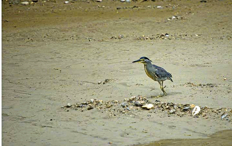 Little Heron walking in search of food