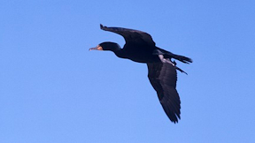 Jenis-jenis Burung Pemakan Ikan Lengkap Dengan Gambarnya
