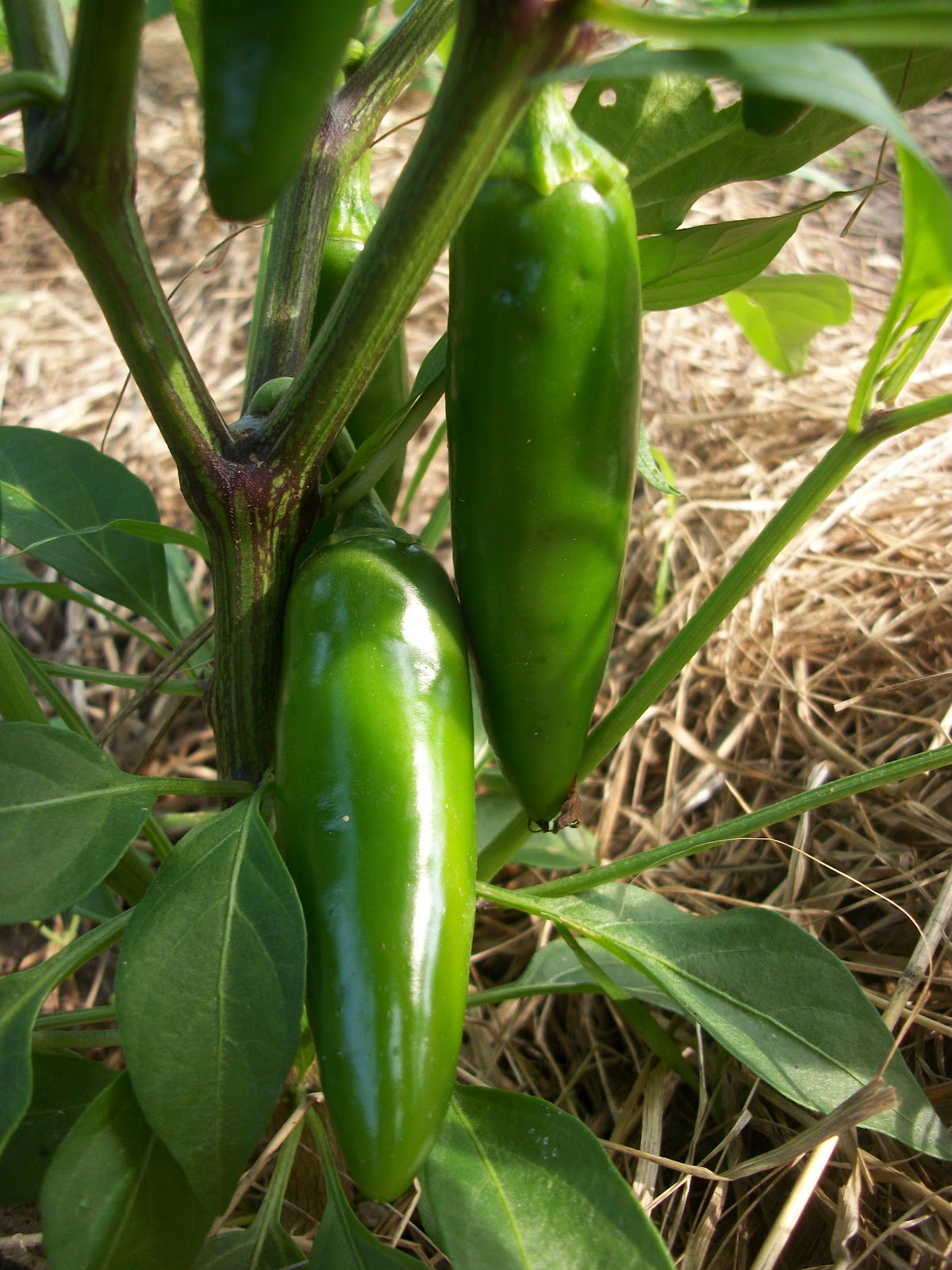 Smell my dairy air A good start to