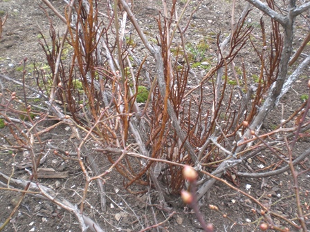 Mistletoe Wikipedia