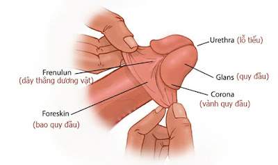 ban-co-biet-day-ham-bao-quy-dau-la-gi ban-co-biet-day-ham-bao-quy-dau-la-gi