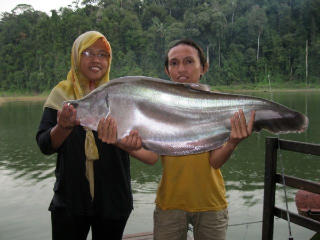 Budidaya Ikan Belida