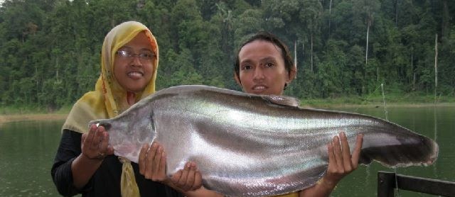 Budidaya Ikan Belida Hitam Bangkok dengan Pakan Alami