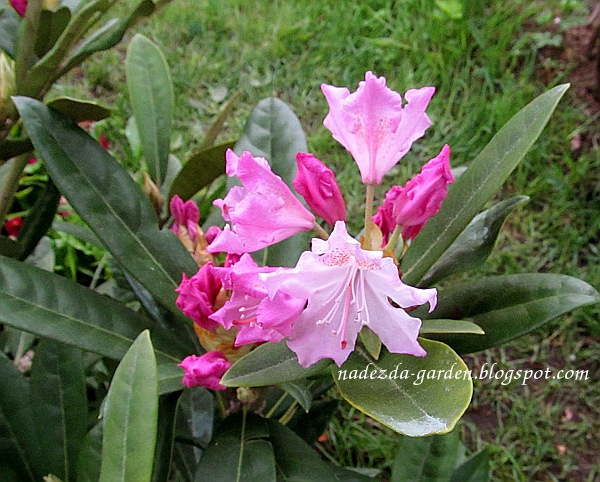 Nadezda's My Home and Garden: Зимостойкий рододендрон «Дочь Севера»