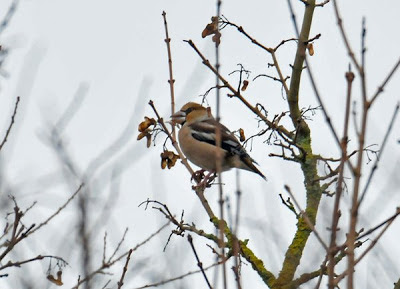 HAWFINCH-MARBURY COUNTRY PARK-1ST JANUARY 2009