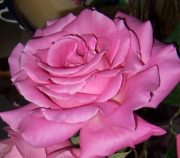 Rosa de nuestro rosal, 2013