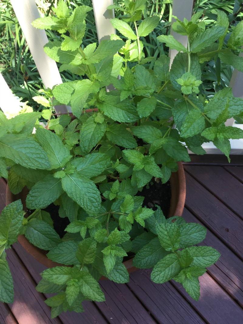 Cool Off and Chill Down With a Mint Gin Rickey