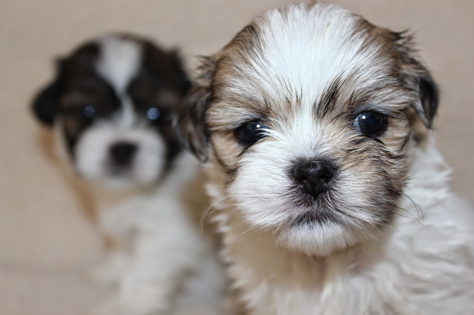 Lhasa Apso Penny's Pups from birth to new homes cute lhasa apso