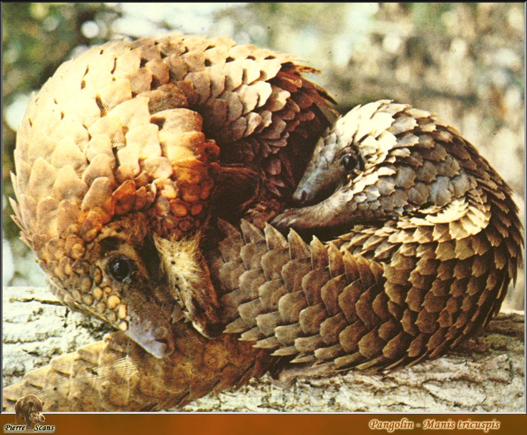 ENCYCLOPEDIA OF ANIMAL FACTS AND PICTURES: Pangolins1024 x 846