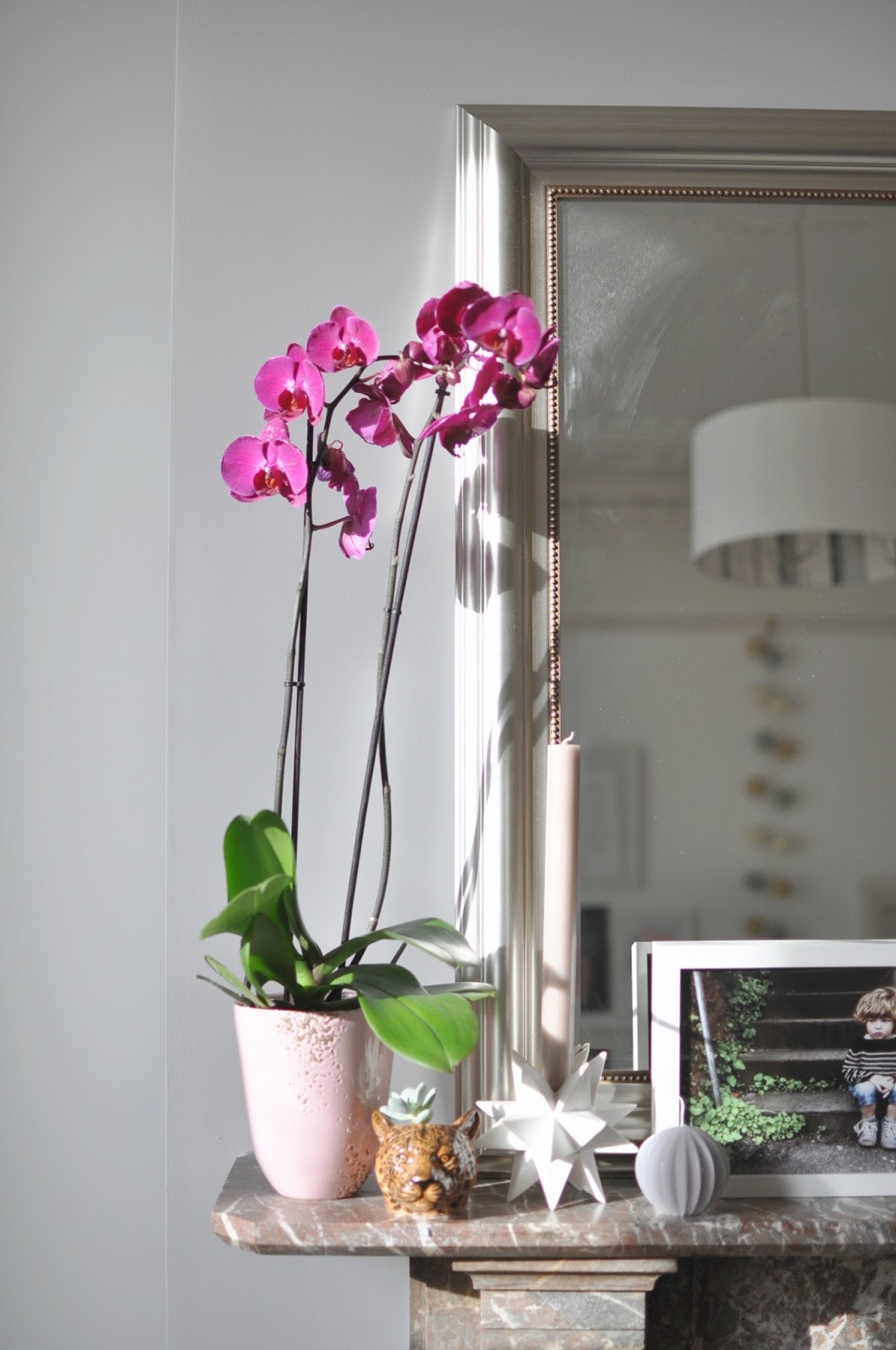 orchid care, orchid plant care, phalaenopsis, how to care for orchids, how to grow orchids, looking after orchids, plant gang, interior styling, spring, blooms, flowers