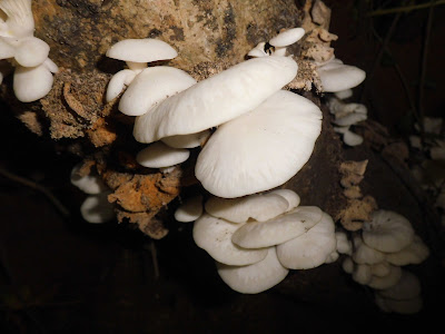 Oyster Mushroom ( Pleurotus Ostreatus )