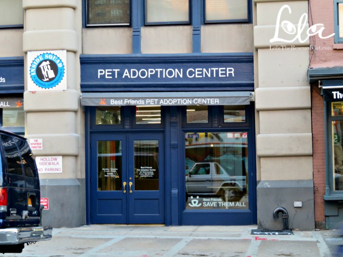 A Behind the Scenes Peek at Best Friends' NYC Pet Adoption Center