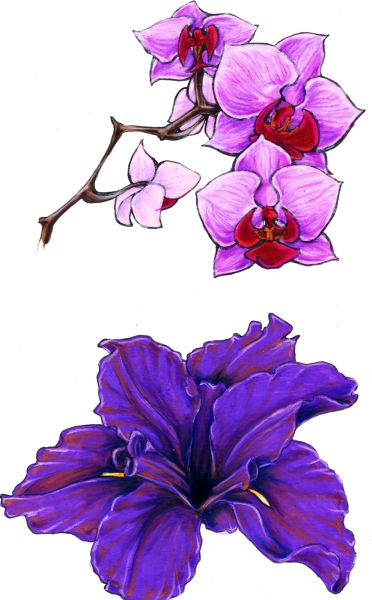 griffe tattoo orquÍdea tattoo