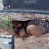 Θα δακρύσετε! Ο πιο πιστός σκύλος στον πλανήτη: Ζούσε σε λάκκο μέσα στον τάφο του αφεντικού του...