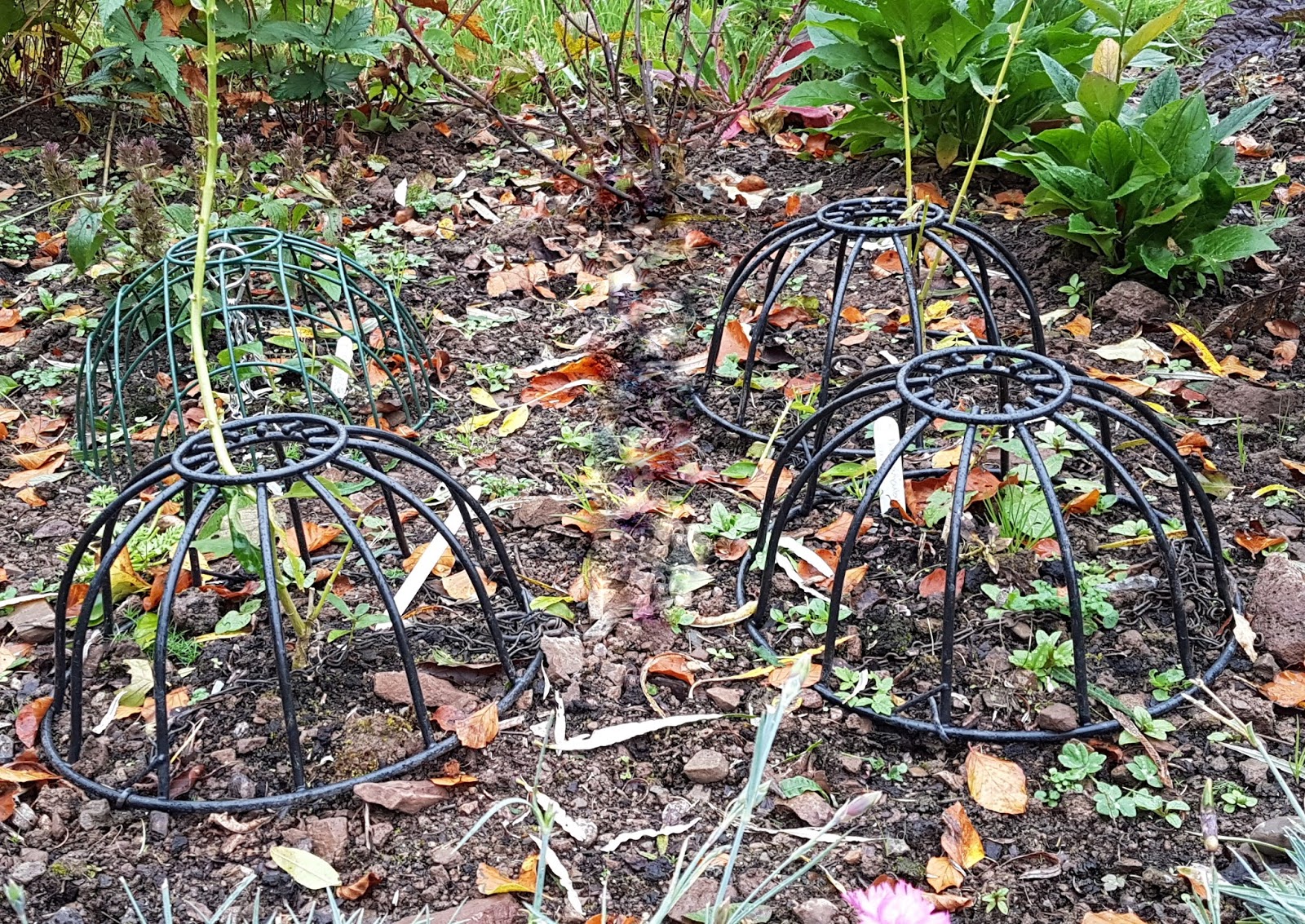 Garden challenges Rabbits