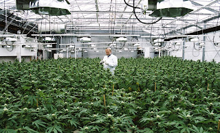 Growing Marijuana Legally