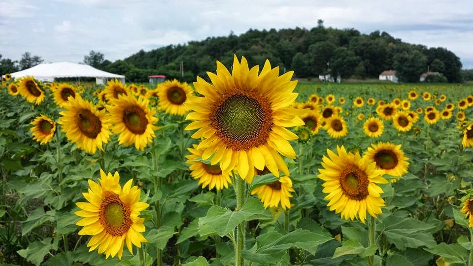 Rainbow Skies & Dragonflies Sunflowers