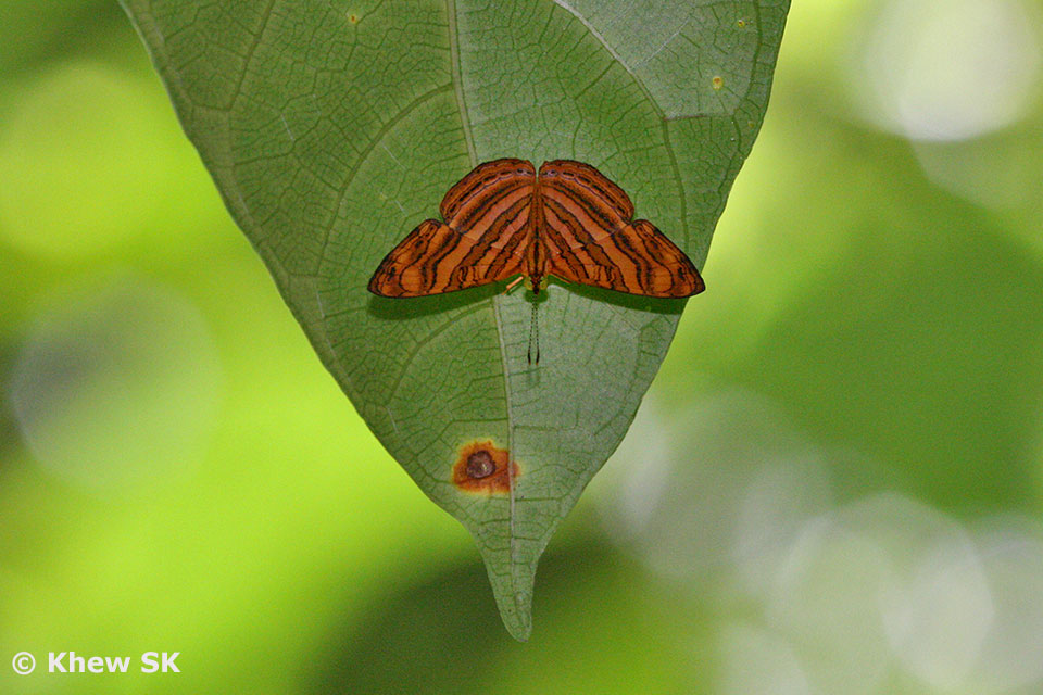 Butterflies of Singapore Upside Down Butterflies