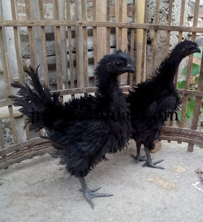 Galeri Foto Ayam Cemani Walik Terbaru 13 Foto Ayam Cemani Walik Terbaru Jual Ayam Hias Ayam Cemani Walik Usia 4 Bulan