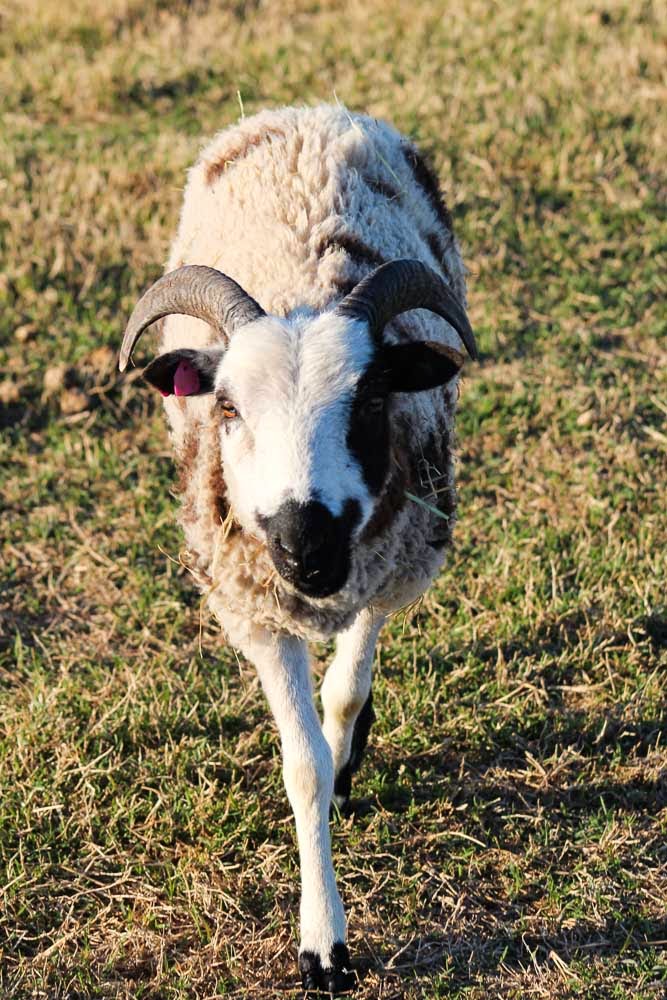 Jacob Sheep for Sale