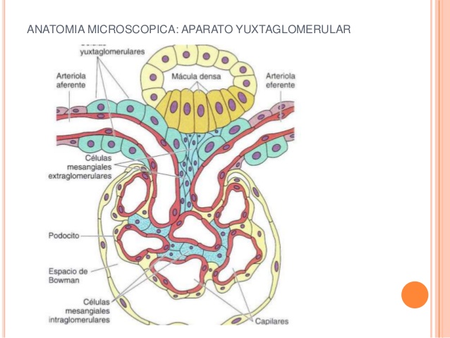 Aparato Yuxtaglomerular