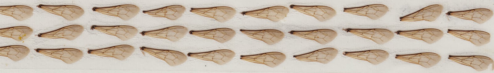 Исследование на сайте Сад и Огород sadogorod: