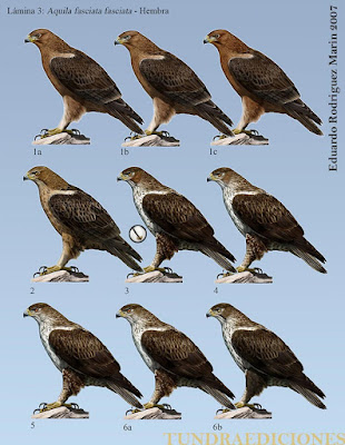 Comparativa de plumajes de Aquila fasciata fasciata