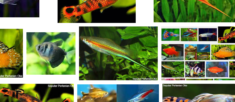 Jenis Ikan Hias Kecil untuk Akuarium dan Aquascape Beserta Gambarnya