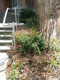 Summerhill Toronto spring front yard garden clean up before by Paul Jung Gardening Services