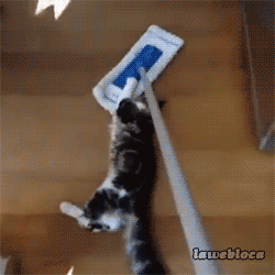 cats jumping on duster brush