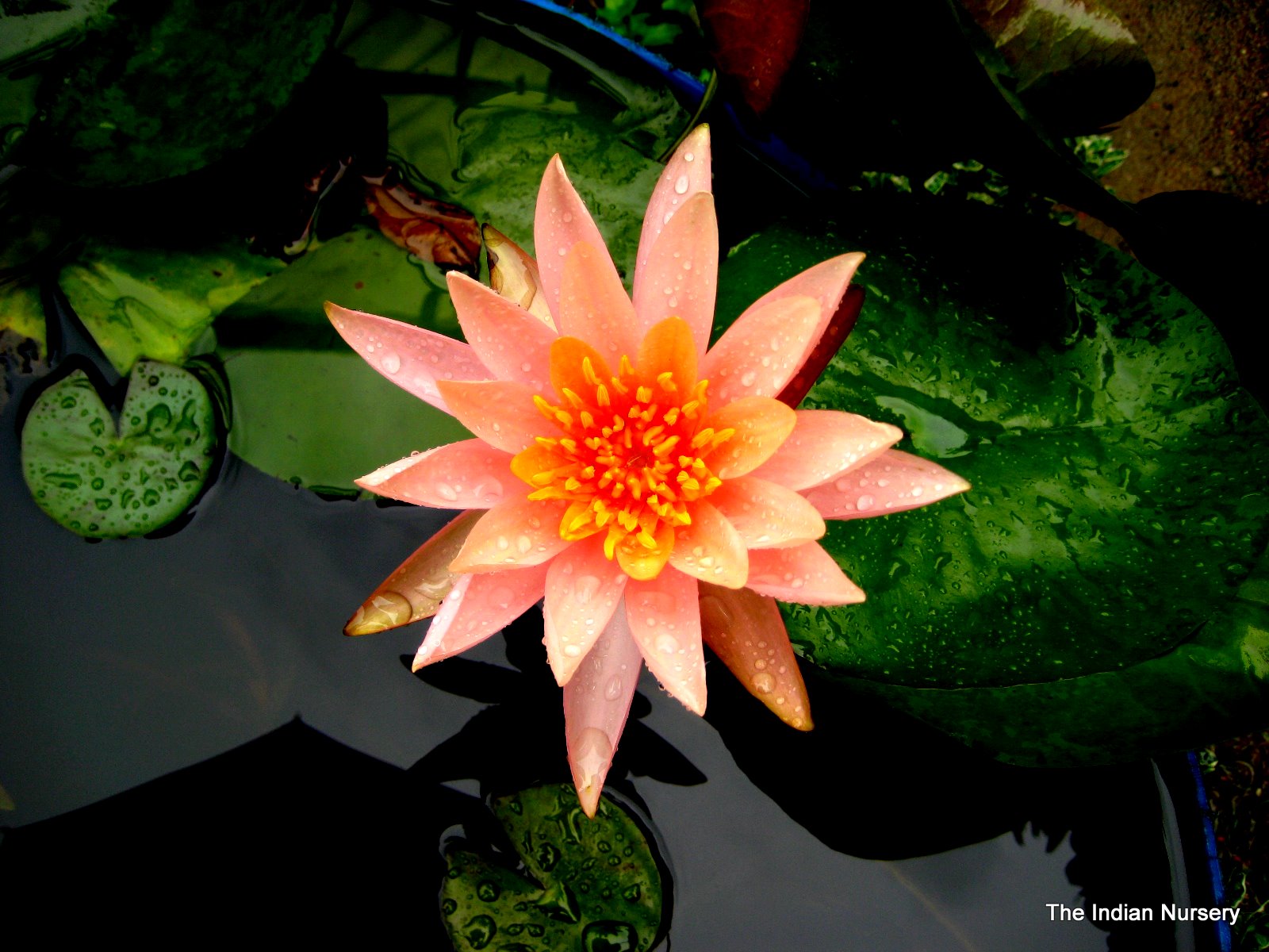 Indoor Plants/ House Plants/ Ornamental Plants Water Lily / Nymphaea