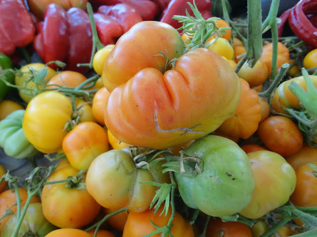 TOMATES DE TELA DE ARAÑA