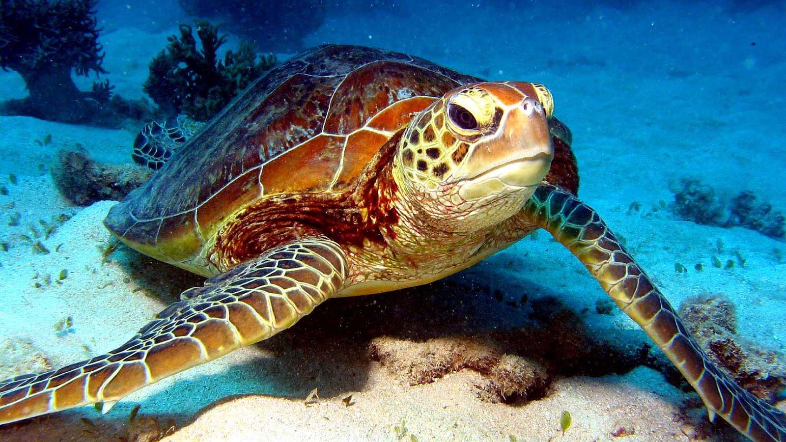 Sea Turtles Endangered Species - Danger Choices