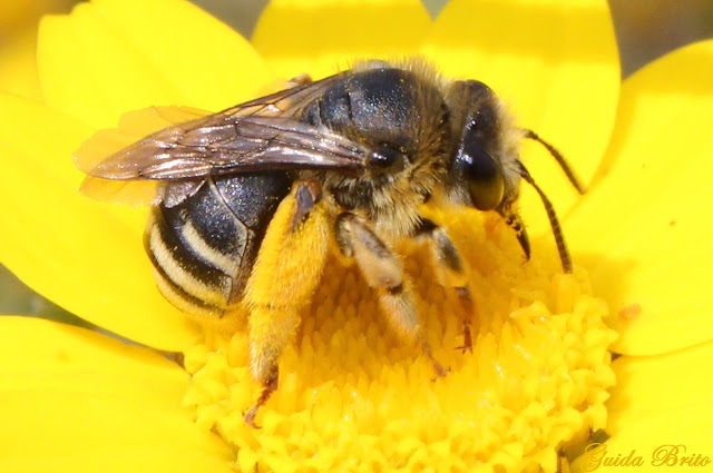 Insecto com polen