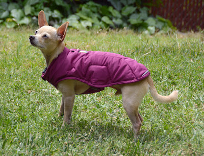 purple puffer jacket extreme weather
