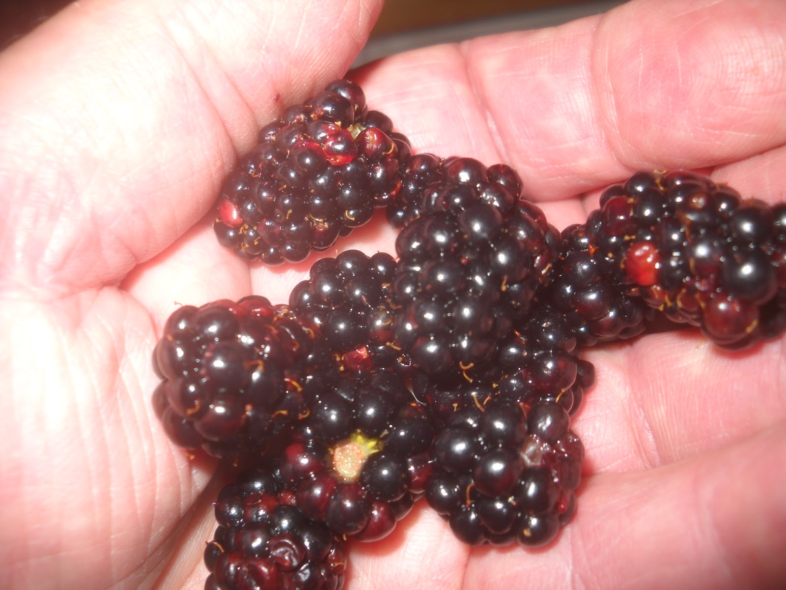 Art's Bayfield Almanac PICKING BLACKBERRIES IS STILL A BLOOD SPORT