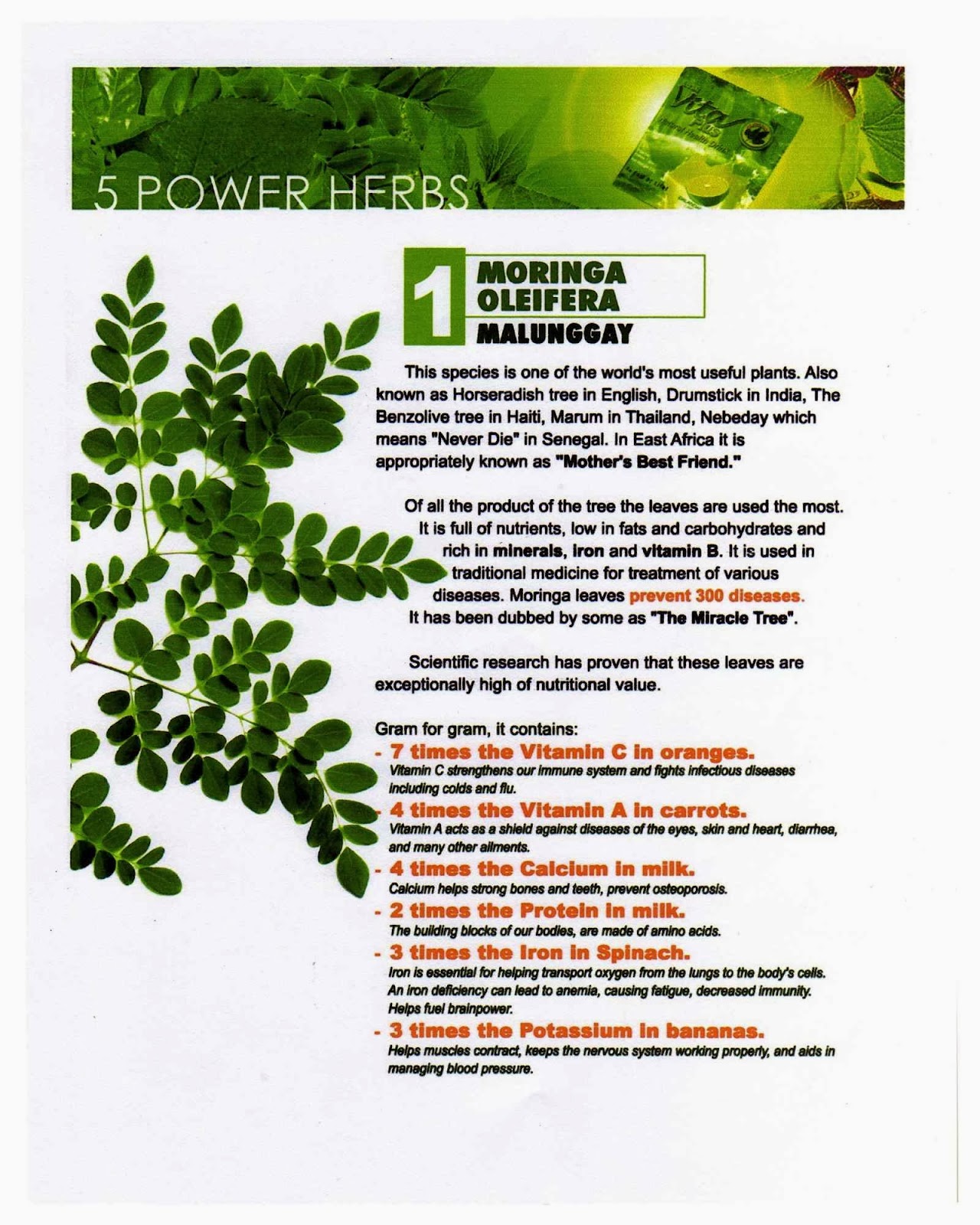 Health is Wealth In First Vita Plus First Vita Plus's 5 Power Herbs