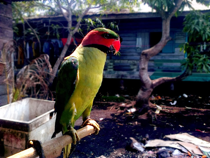 burung.jpg